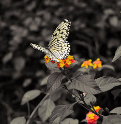 Das Leben ist flüchtig wie ein Schmetterling