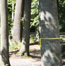 Gemeinschaftsbaum im Friedwald