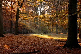 Beisetzung an den Wurzeln eines Baumes