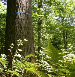 Freundschaftsbaum im Friedwald